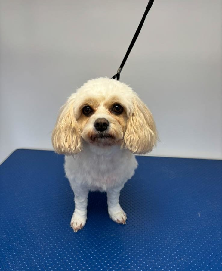 oxford dog grooming 1