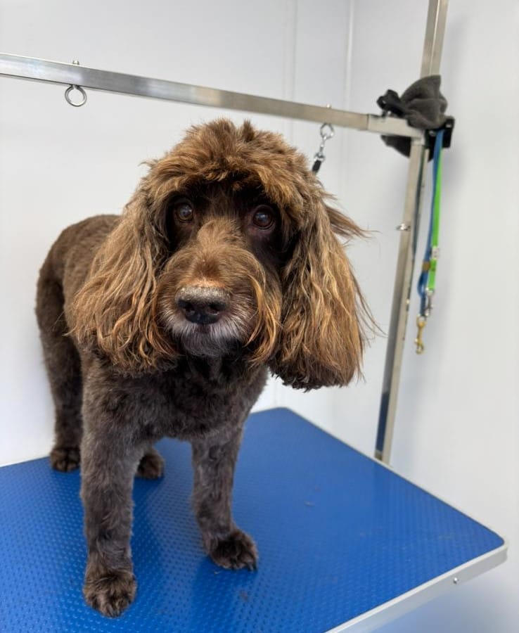 oxford dog grooming 2