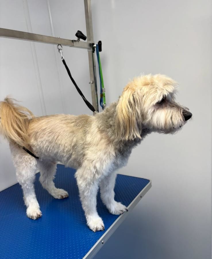 oxford dog grooming 3
