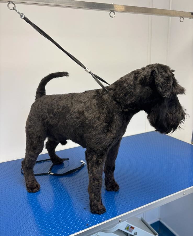 oxford dog grooming 4
