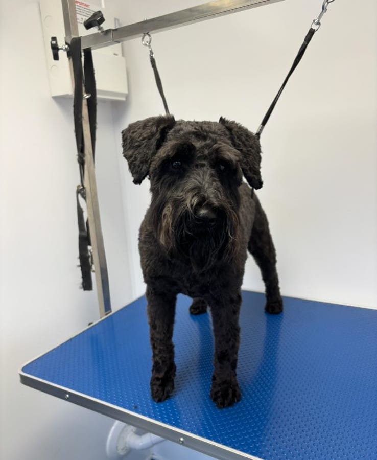 oxford dog grooming 5
