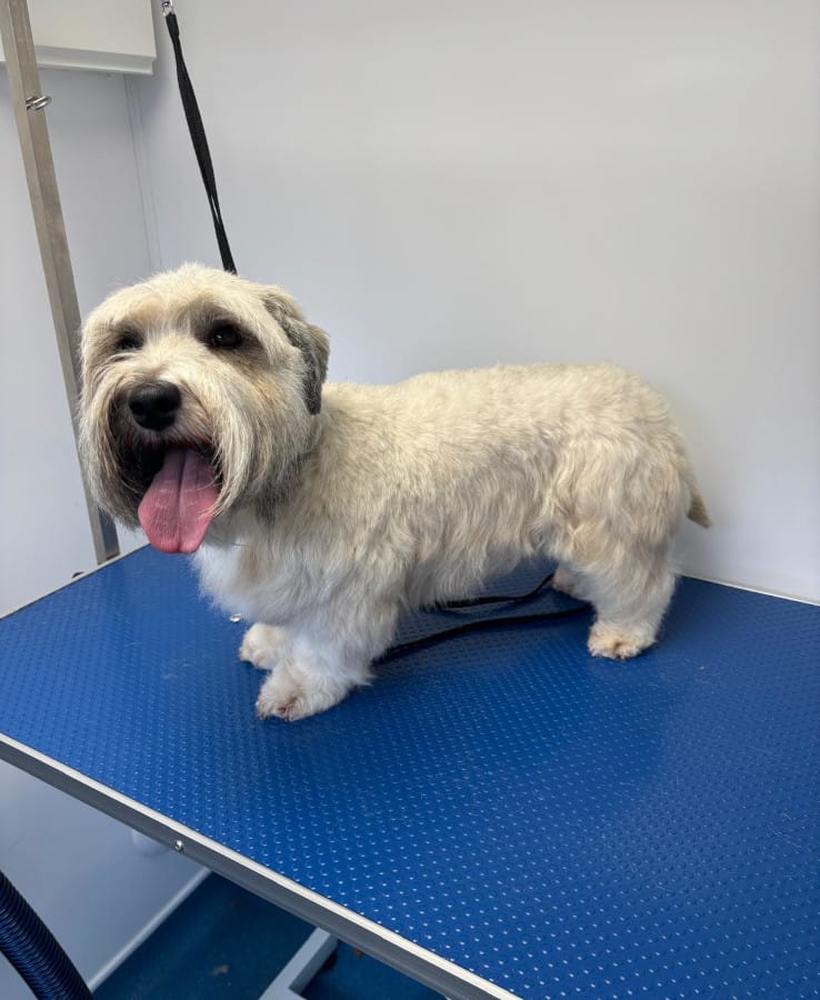 oxford dog grooming 6