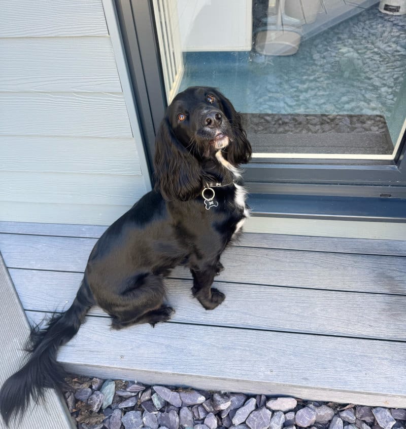 oxford dog grooming harry