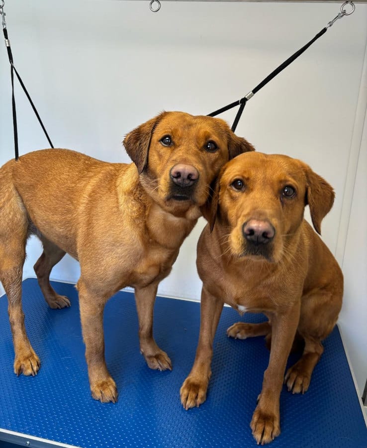 oxford dog grooming 22